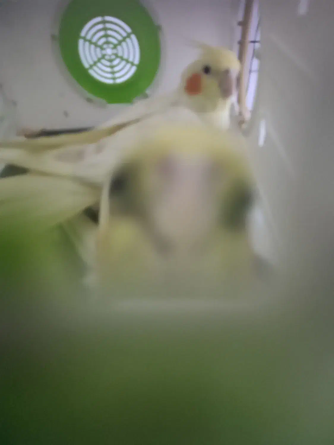 عروس هلندی جفت مولد|پرنده|گلستان (تهران), |دیوار