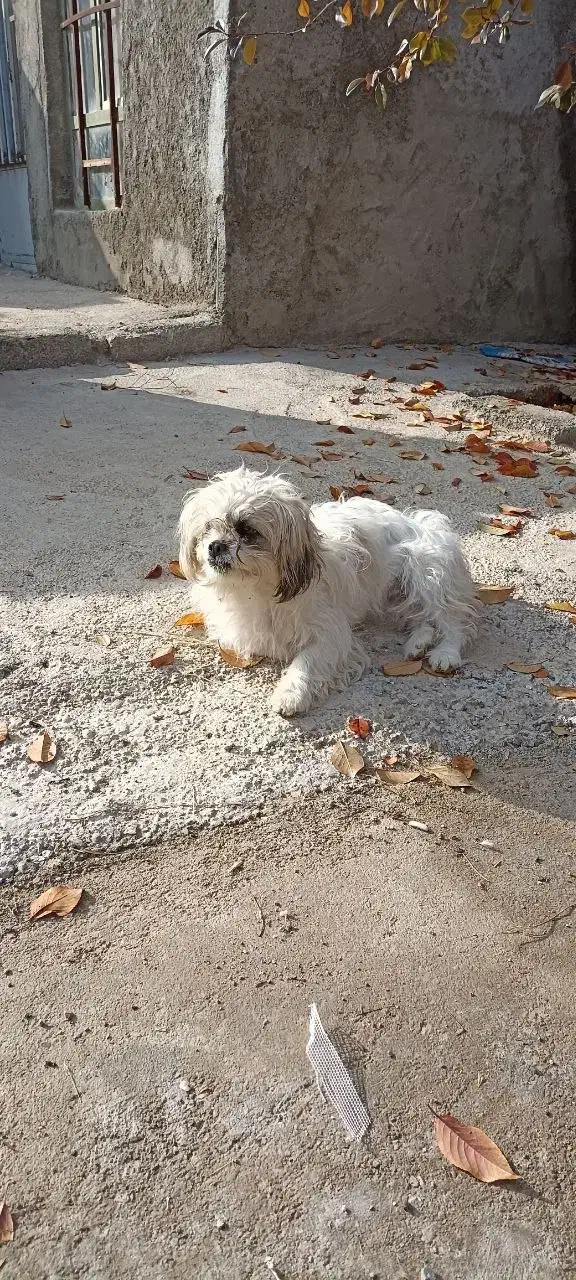 دو عدد سگ یک عدد شیتزو ماده و یک عدد سگ نگهبان نر|سگ|شاهین دژ, |دیوار