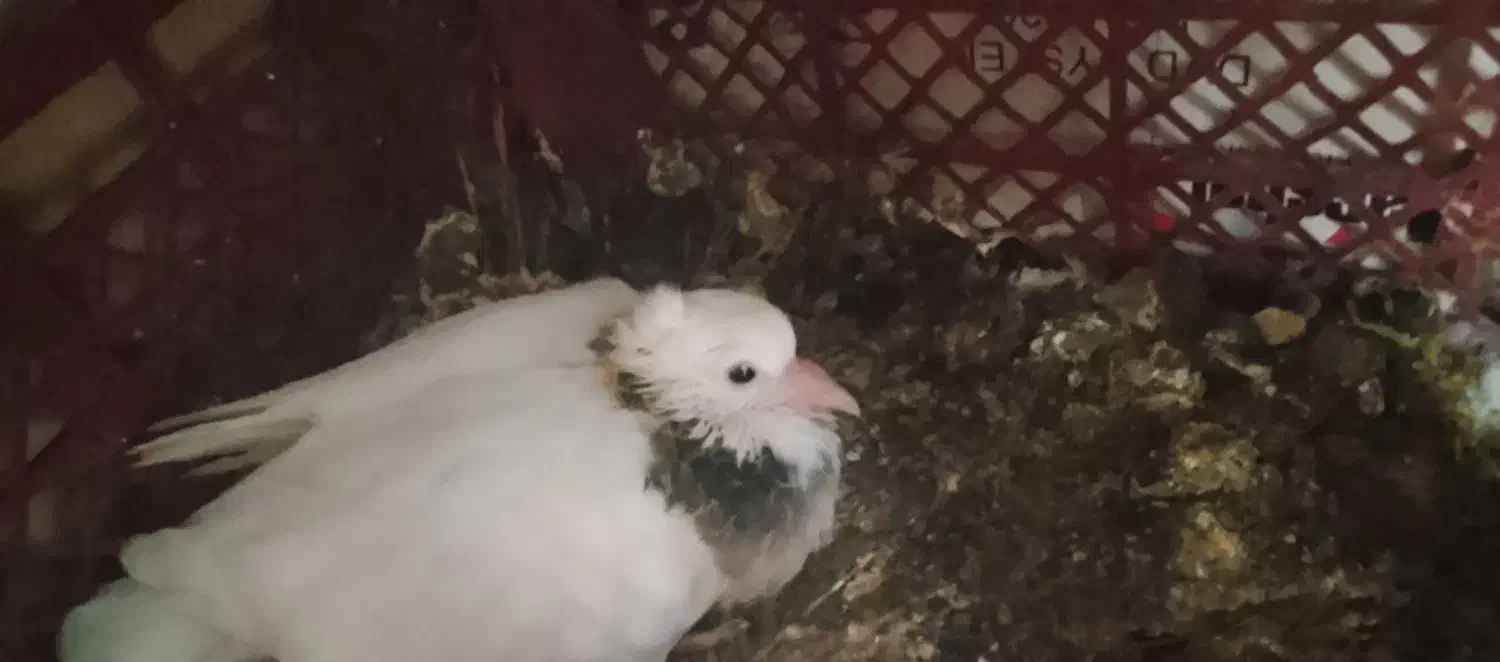 کفتر طوقی قرمز یا جیگری گمشده|پرنده|تهران, شادآباد|دیوار