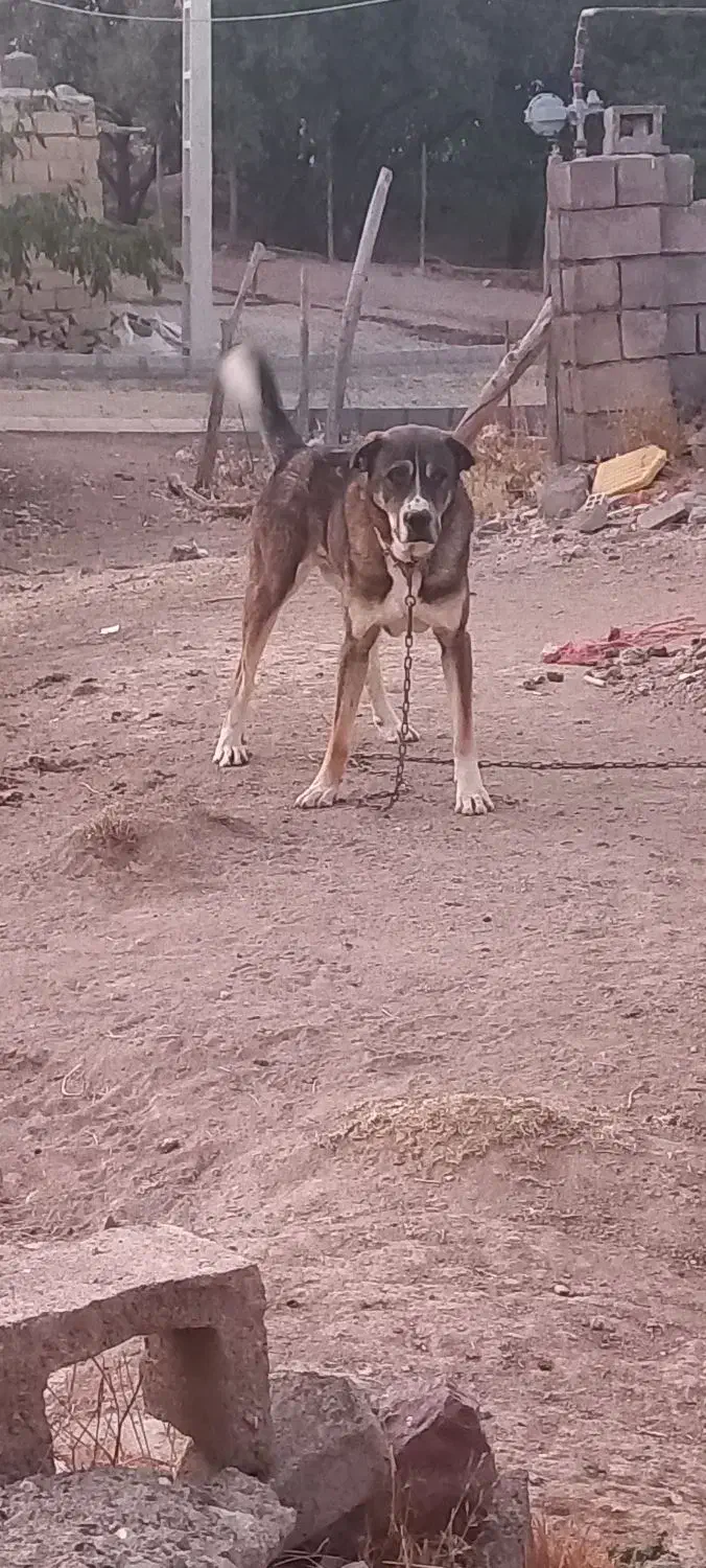 سگ پژدر ۱۹ماه|سگ|قروه, |دیوار