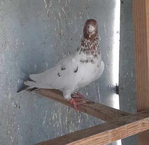 کفتر ماده کله دم بور کاشونی|پرنده|تهران, شهرک فردوس (حسینی)|دیوار