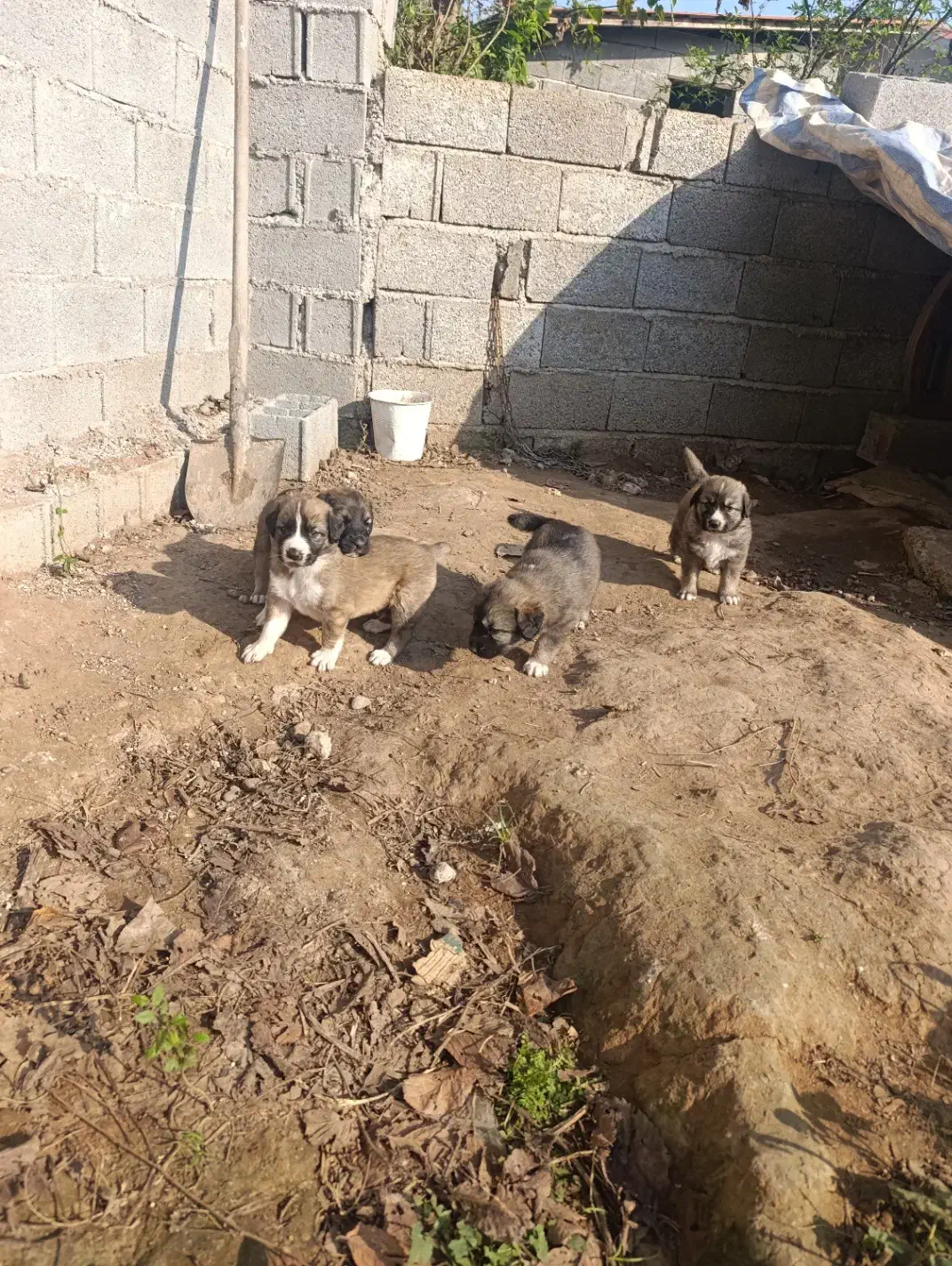 واگذاری توله سرابی|سگ|رشت, لاکان شهر|دیوار