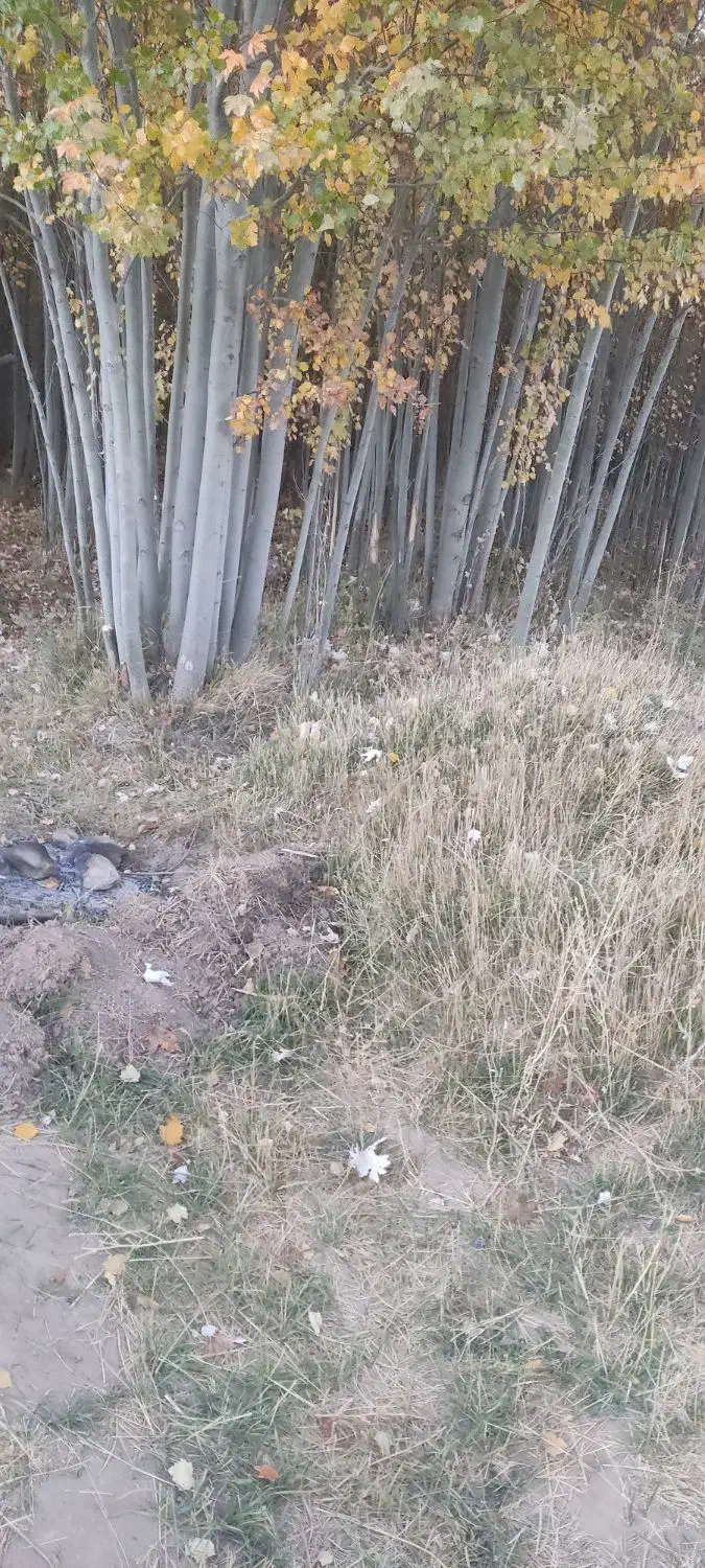 فروش چوب تر|گل و گیاه طبیعی|چنارود, |دیوار