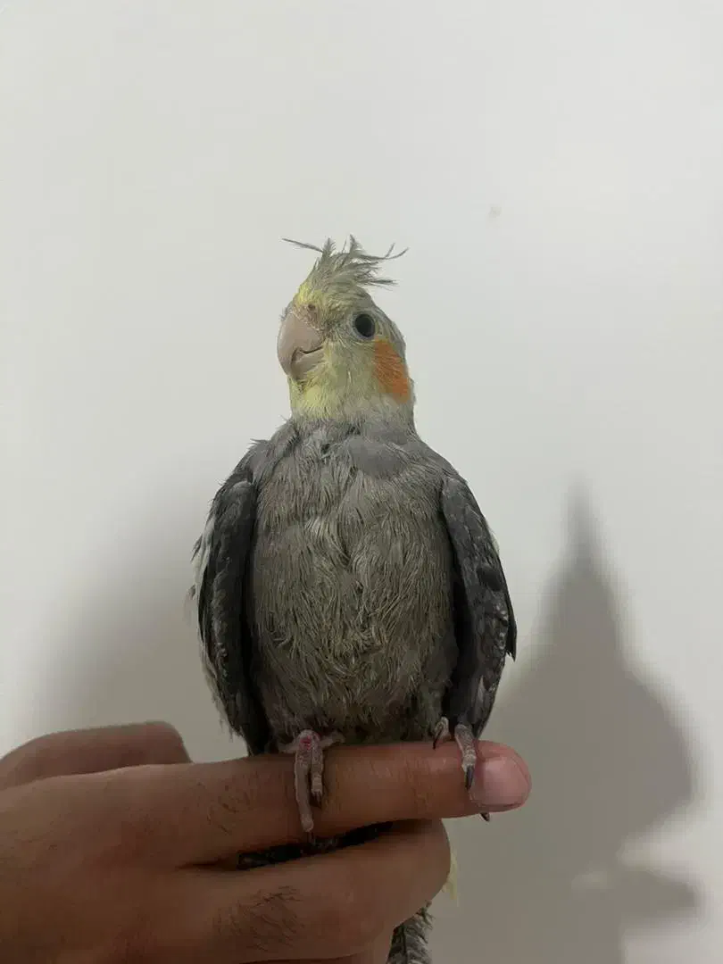 جوجه عروس هلندی|پرنده|پردیس, فاز ۸|دیوار