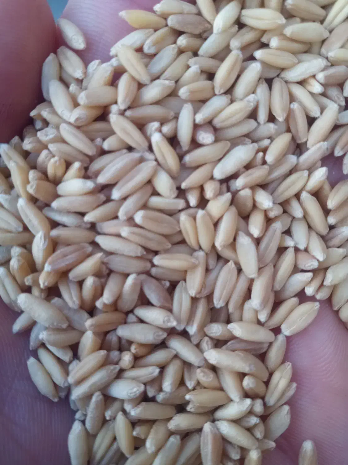 گندم سرداری بوجاری شده درجه 1بزری|خوردنی و آشامیدنی|سنندج, |دیوار