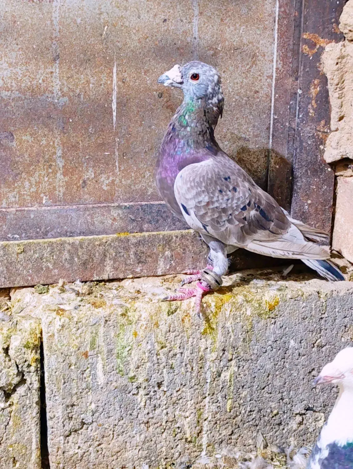 6تا کفتر خوب فروشی|پرنده|مشهد, هفده شهریور|دیوار