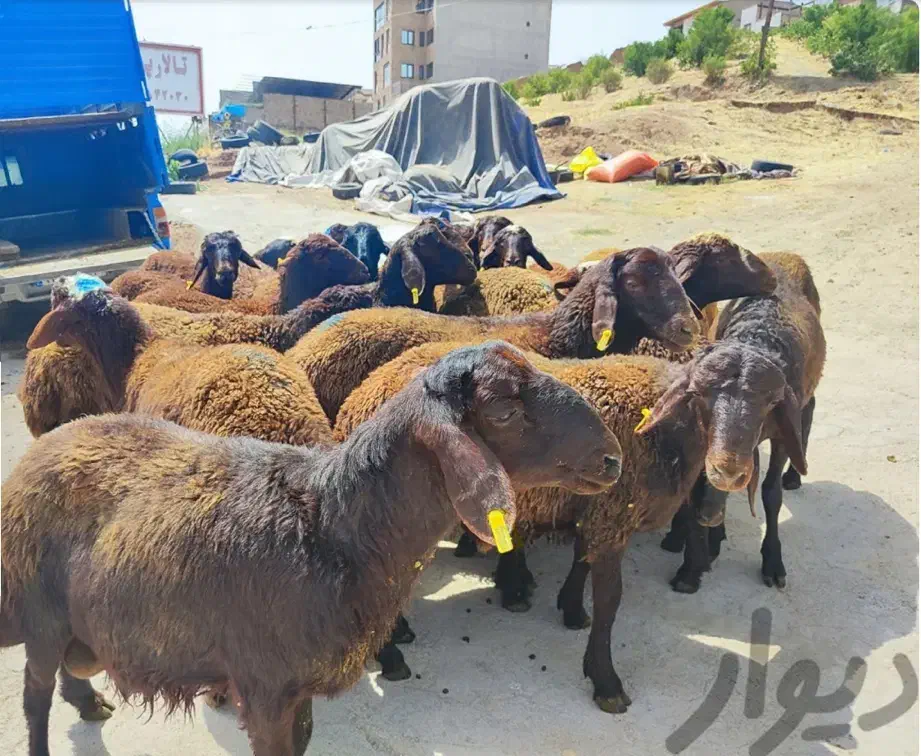 فروش گوسفند زنده سالم و آماده ذبح|حیوانات مزرعه|قدس, شهر‌قدس|دیوار