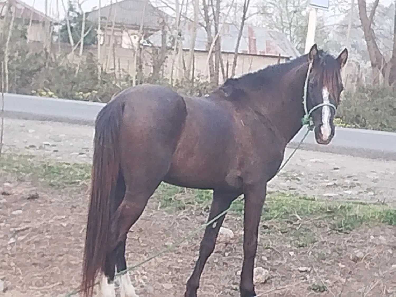 اسب نریان نژاد دار|اسب و تجهیزات اسبسواری|فومن, |دیوار