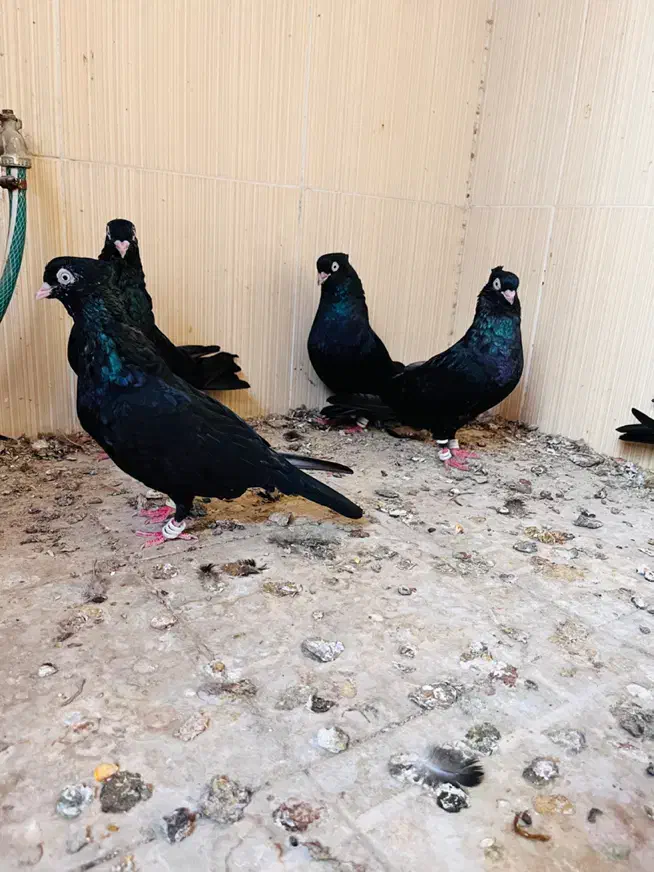 سیا ابدانی|پرنده|بندر گناوه, |دیوار