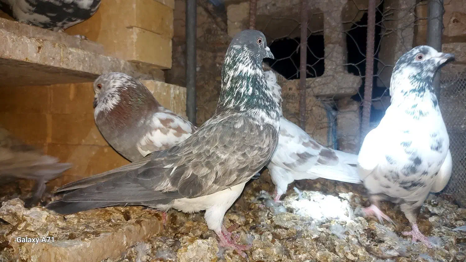 کفتر پرشی خوب|پرنده|حاجی آباد, |دیوار