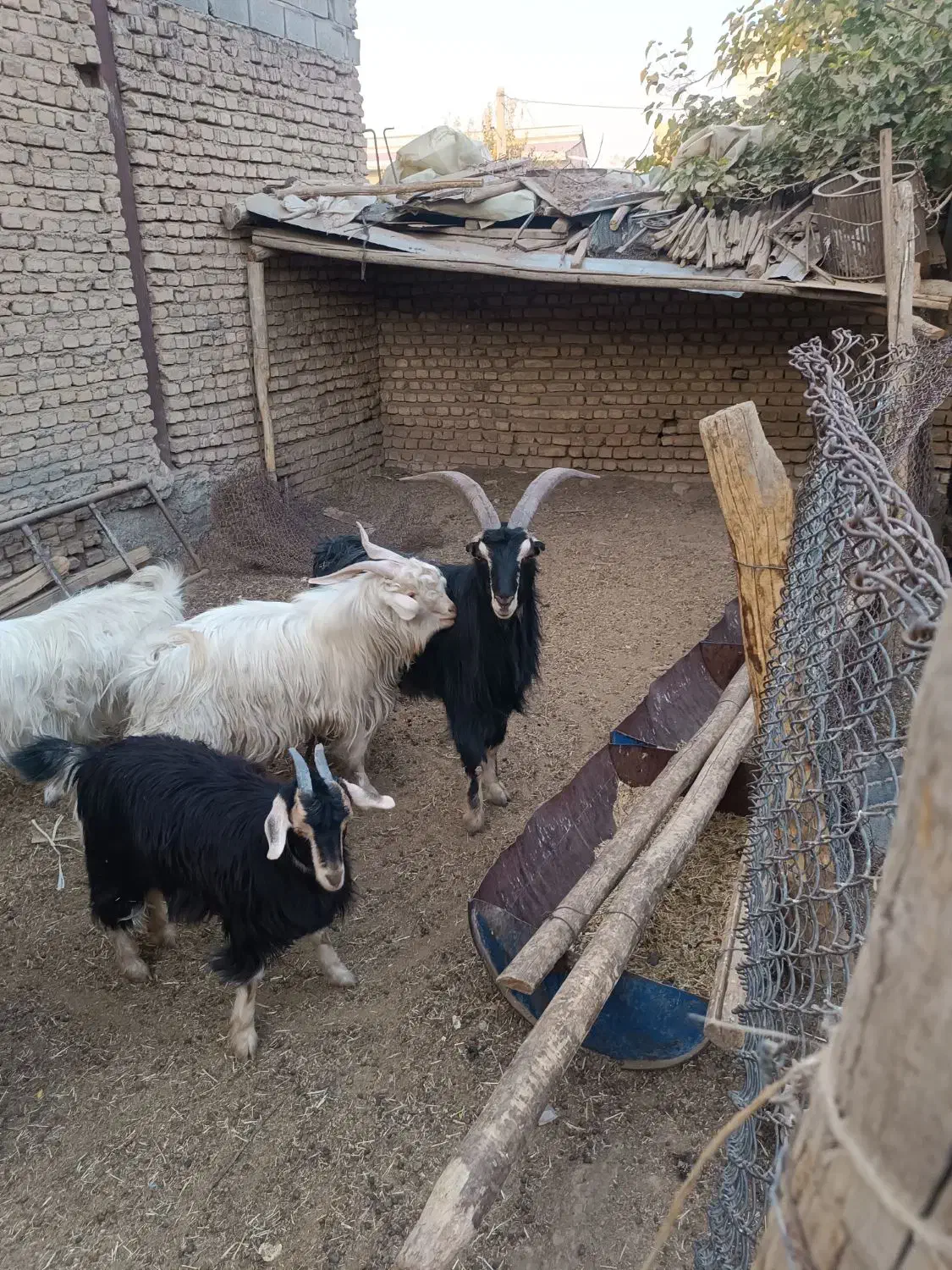 نربز|حیوانات مزرعه|شریفآباد, |دیوار