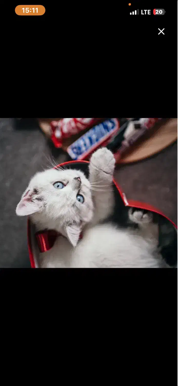 جفت گیری گربه نر سیلور چشم ابی چینچلا|گربه|کرمانشاه, |دیوار