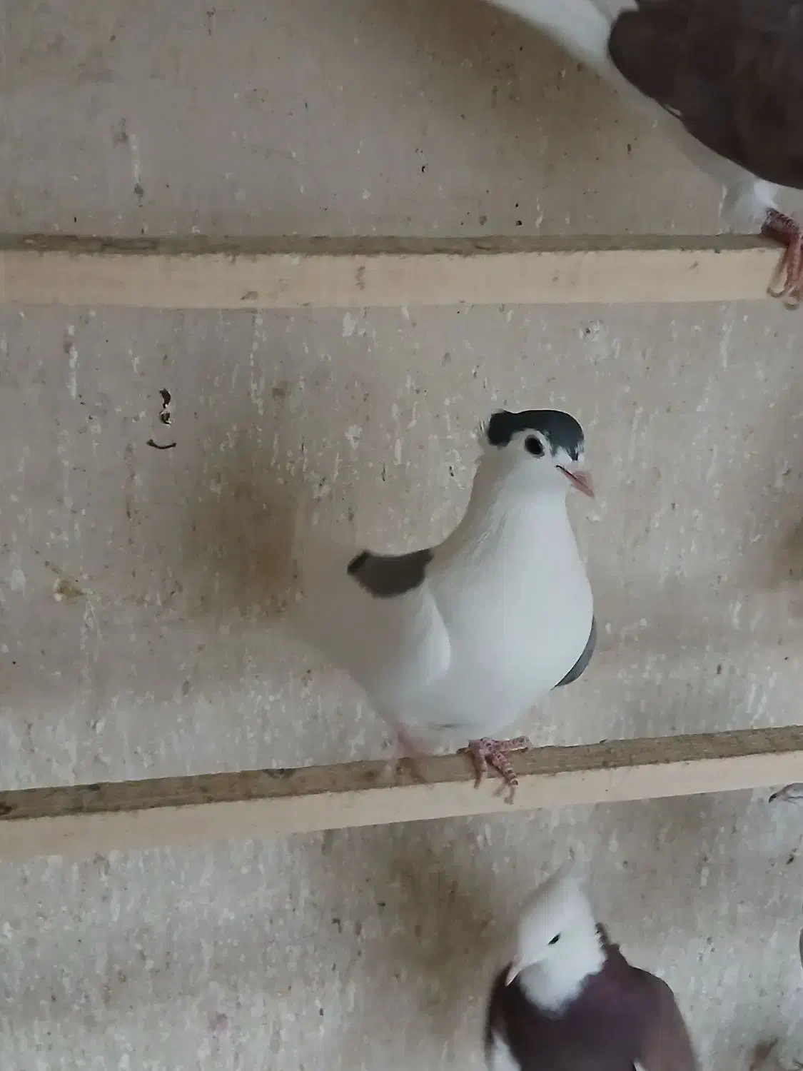 کبوتر پلاس کاکلی ماده|پرنده|قم, باغ کرباسی|دیوار