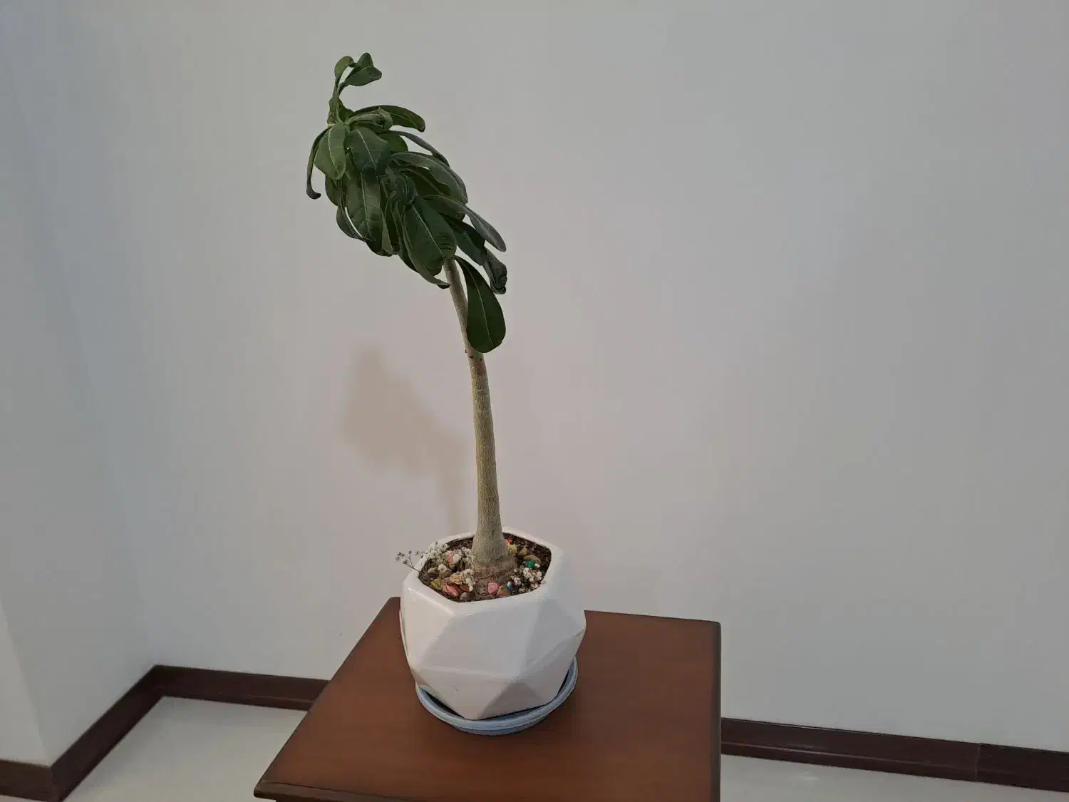 گلدان|گل مصنوعی|زنجان, |دیوار