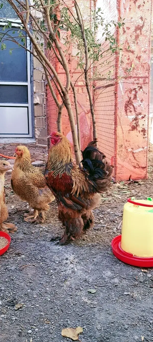 تخم نطفه دار برهما گلدپاتریچ و مرندی|حیوانات مزرعه|زنجان, |دیوار