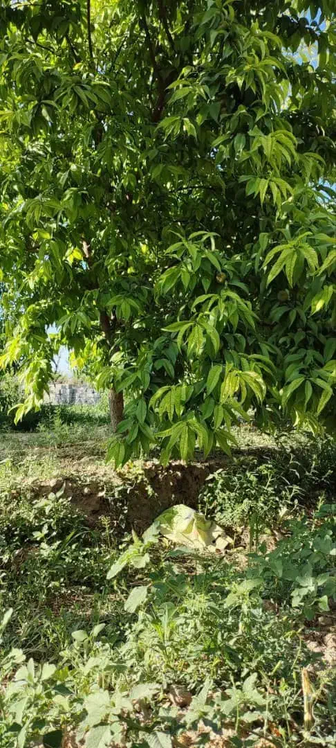 باغچه و باغ شرایطی /شیک /آماده ساخت/درختی|فروش زمین و ملک کلنگی|تهران, شهرک آزادی|دیوار