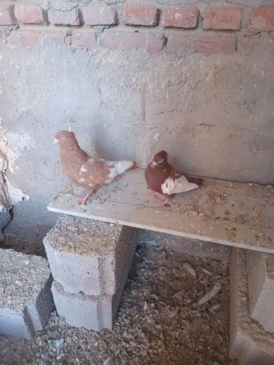 کبوتر سینه ای|پرنده|آذرشهر, |دیوار