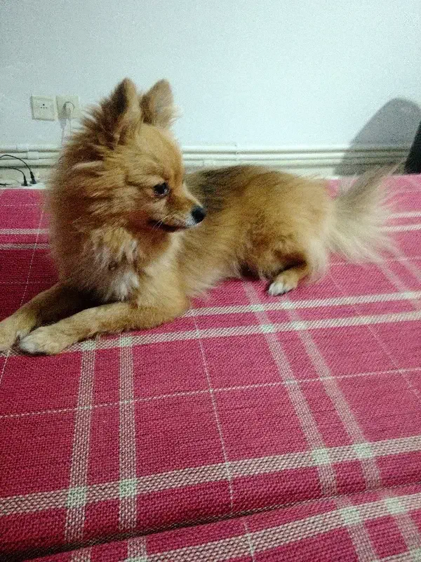 فروش سگ دختر وپسر|سگ|پردیس, فاز ۱۱|دیوار