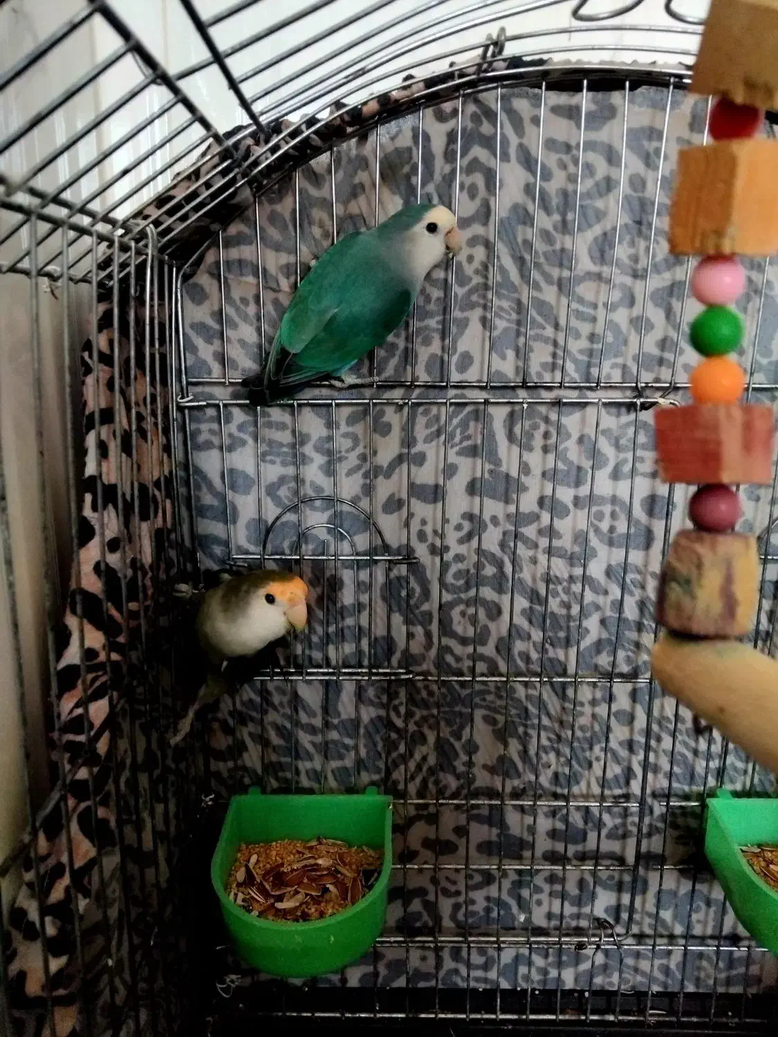 طوطی برزیلی با قفس|پرنده|کرج, اسلام‌آباد|دیوار