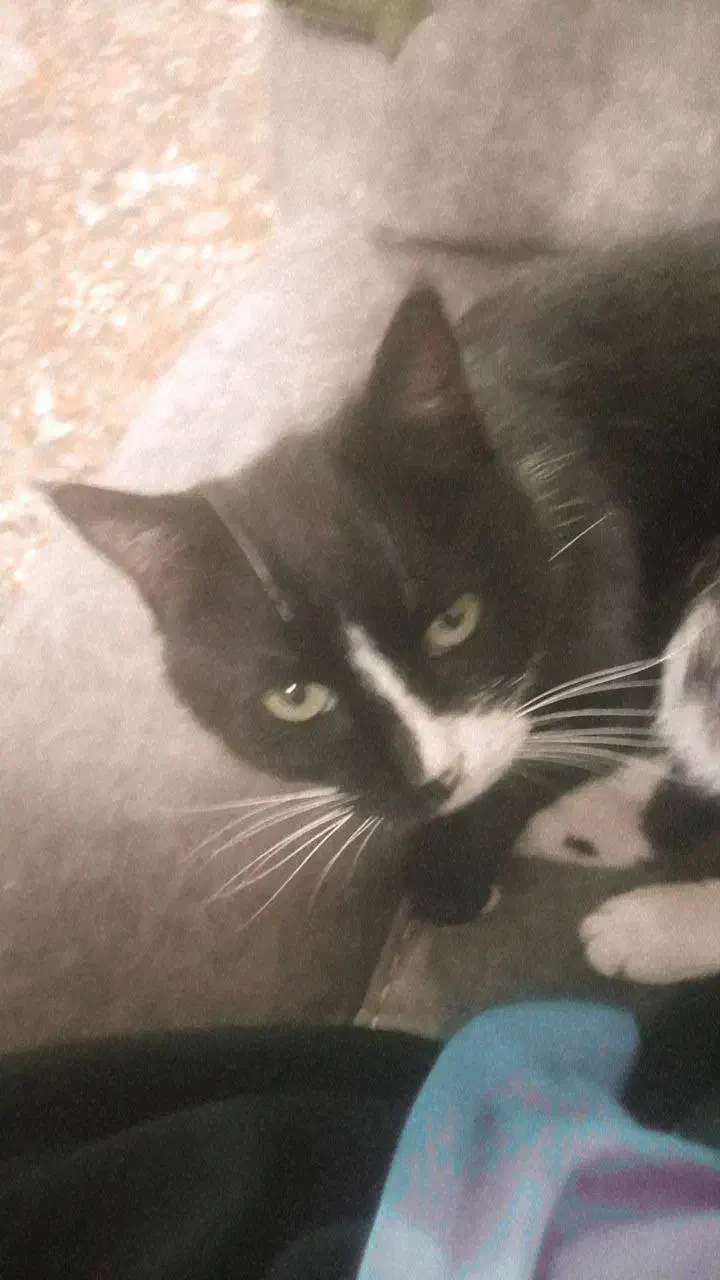 گربه خانگی|گربه|شیروان (خراسان), |دیوار