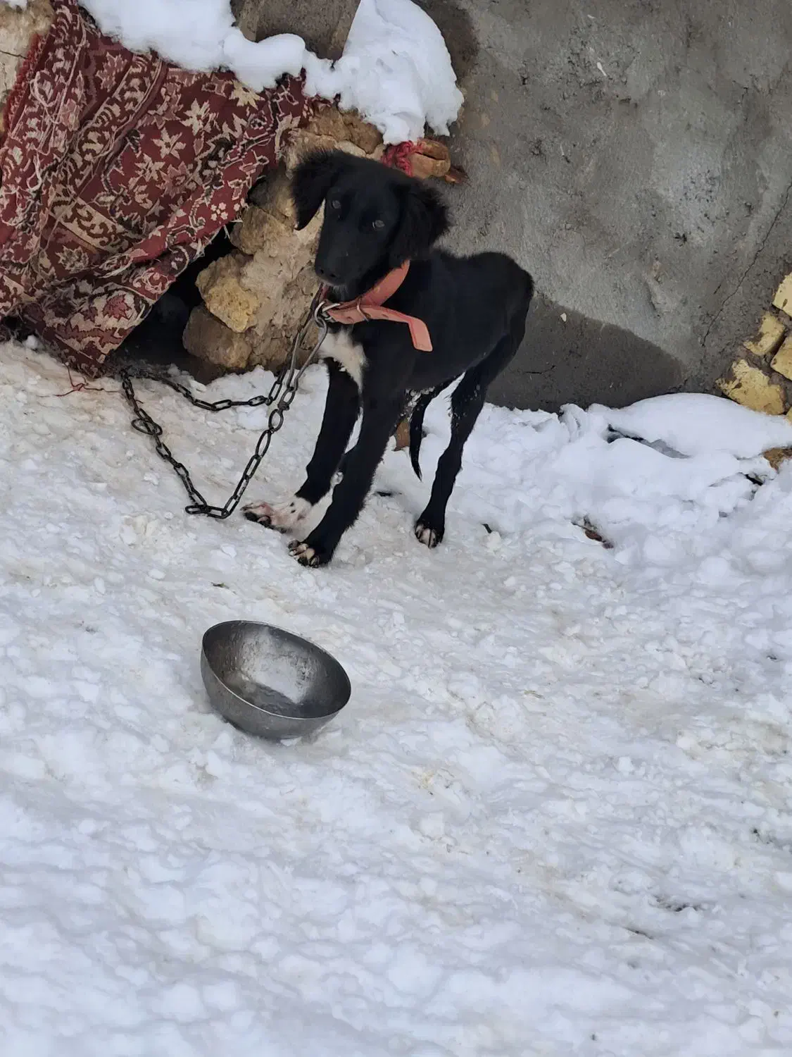 تازی ماده|سگ|سجاس رود, |دیوار