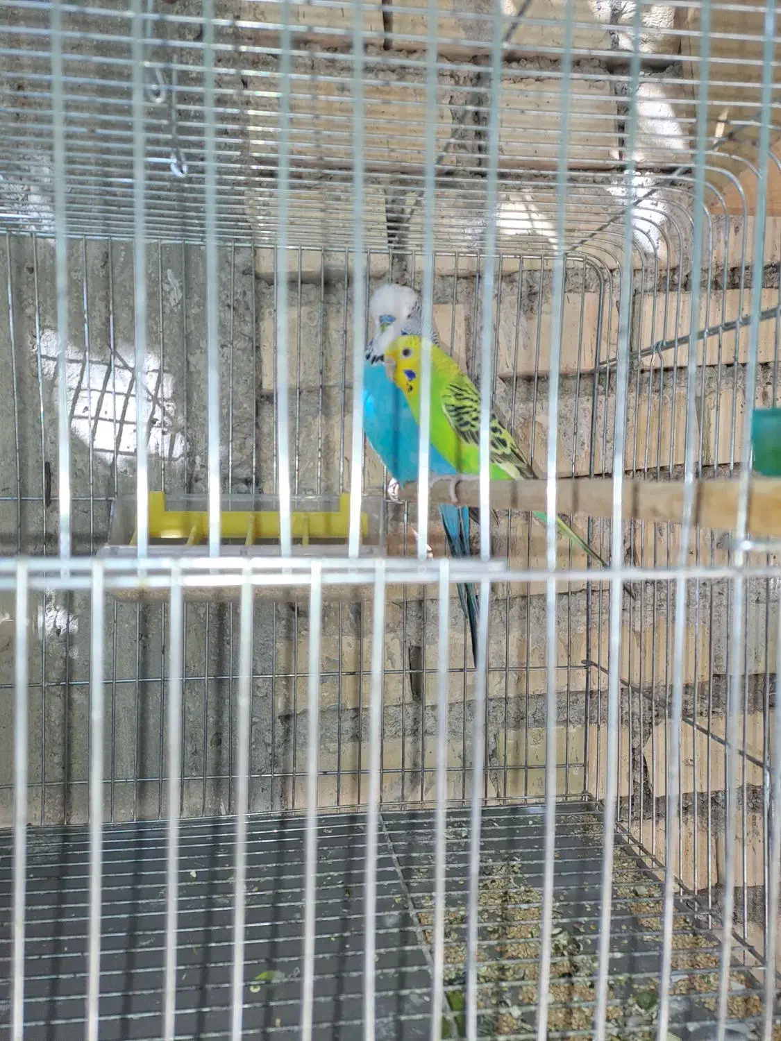 فروش یه جفت طوطی برزیلی باچهارتخم|پرنده|ایذه, |دیوار