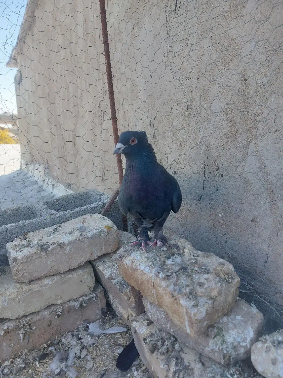 سیاه دم سفید|پرنده|شیراز, شاهچراغ|دیوار