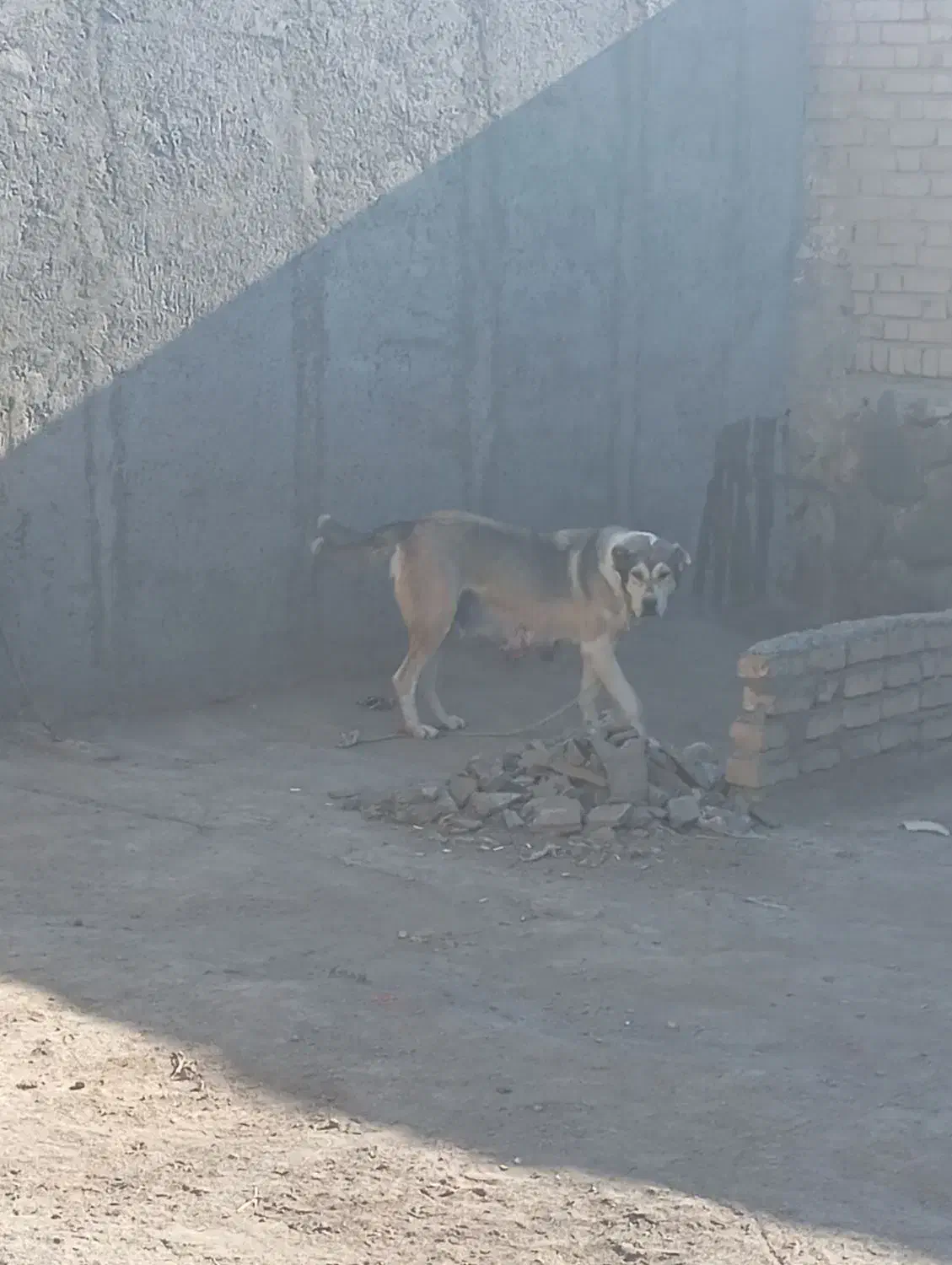 ماده خراسانی|سگ|نیشابور, ده حلاج|دیوار