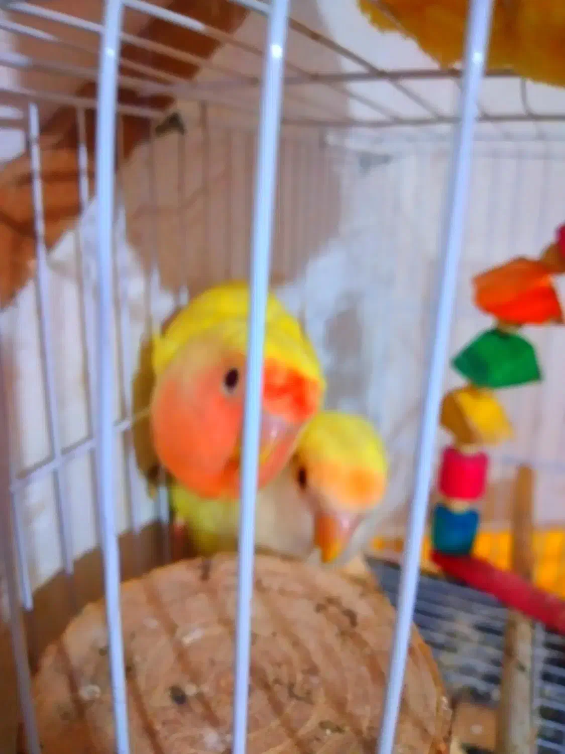 فروش پرنده|پرنده|گنبد کاووس, |دیوار