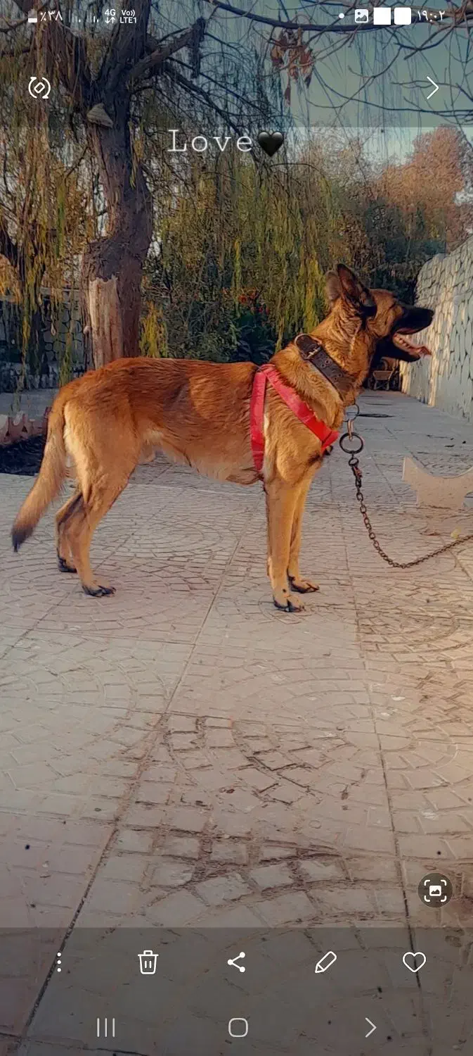 واگذاری مالینویز|سگ|شهریار, شهریار|دیوار