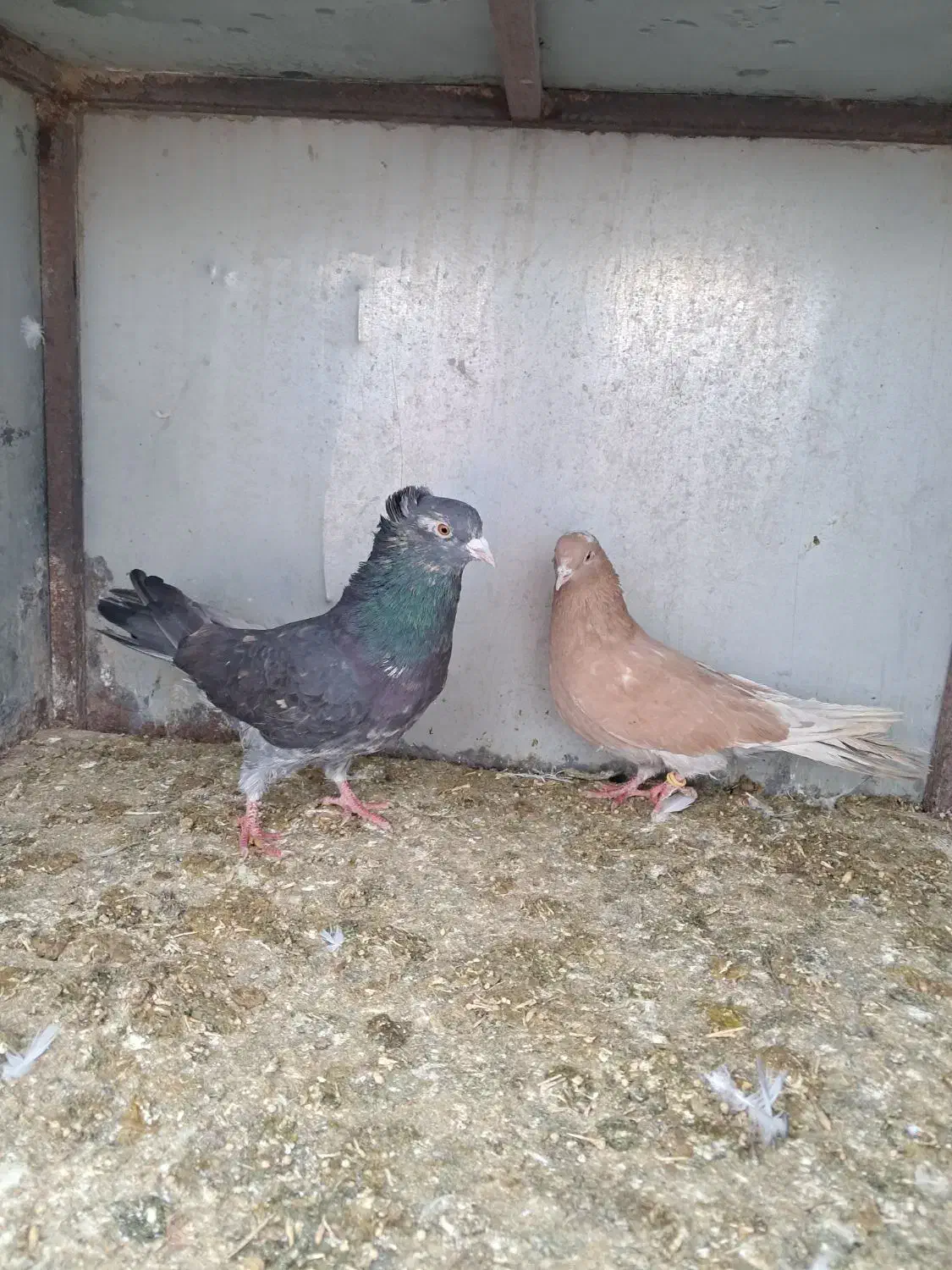 کبوتر پرشی|پرنده|گلپایگان, |دیوار