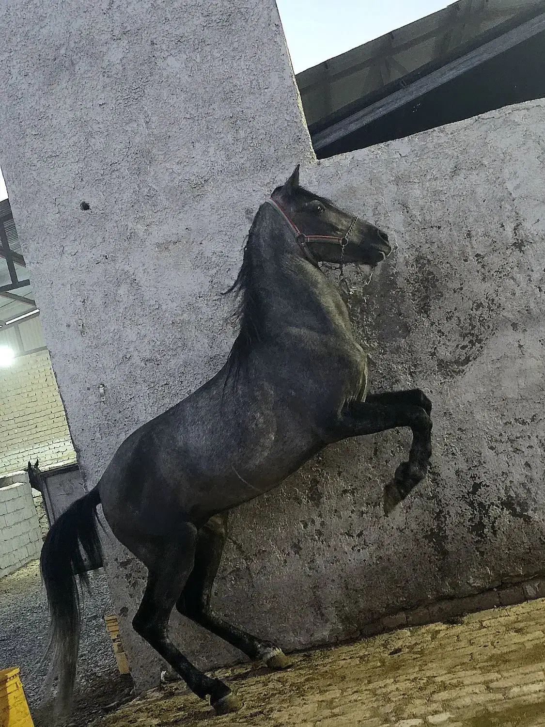 دوعدداسب نریون دره شور و کرد|اسب و تجهیزات اسب‌سواری|قم, جمکران|دیوار