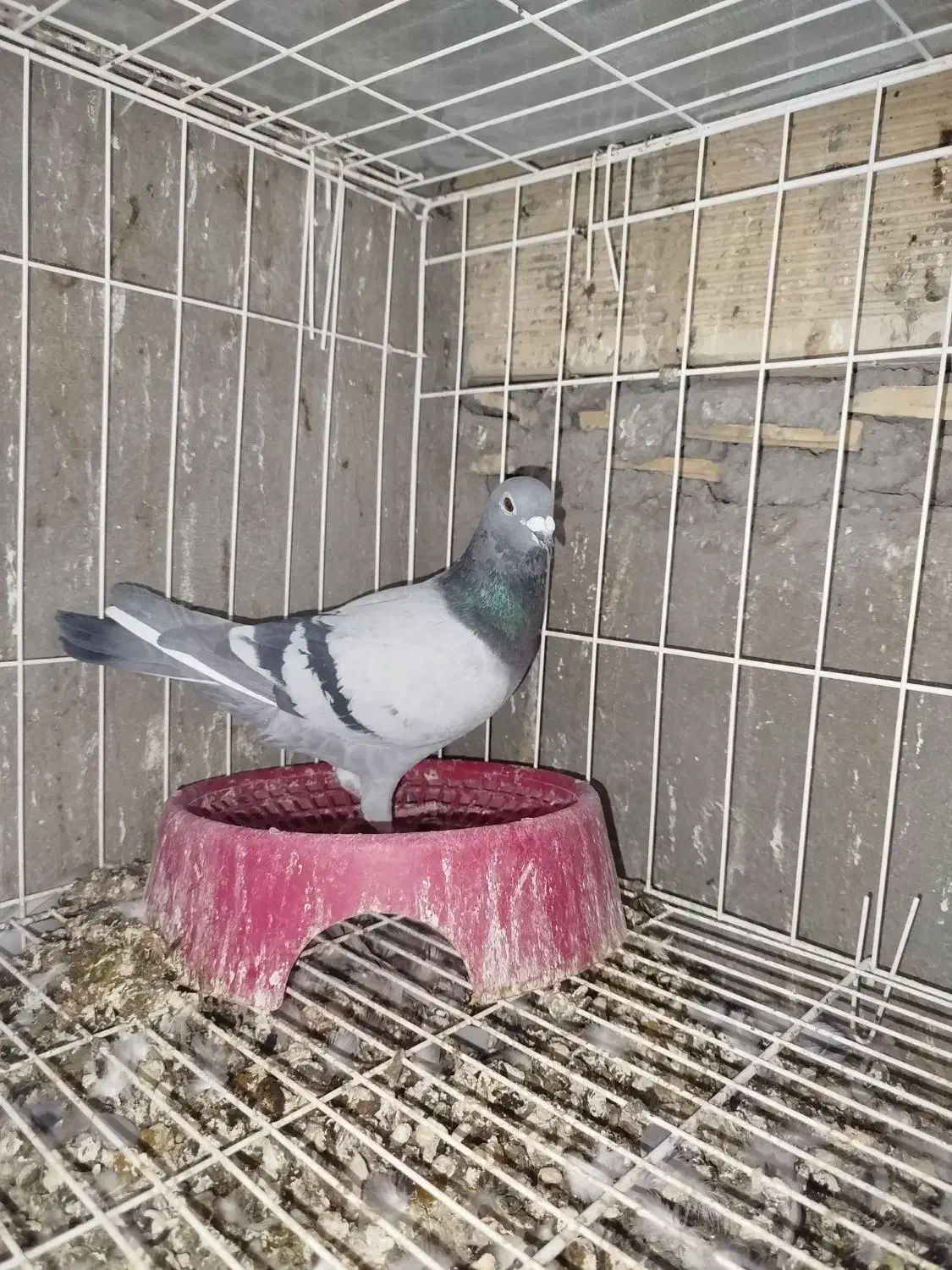 سه.عددکبوتر‌پلاکی‌مسافتی‌پدر‌مادر‌نشسته|پرنده|مسجد سلیمان, |دیوار