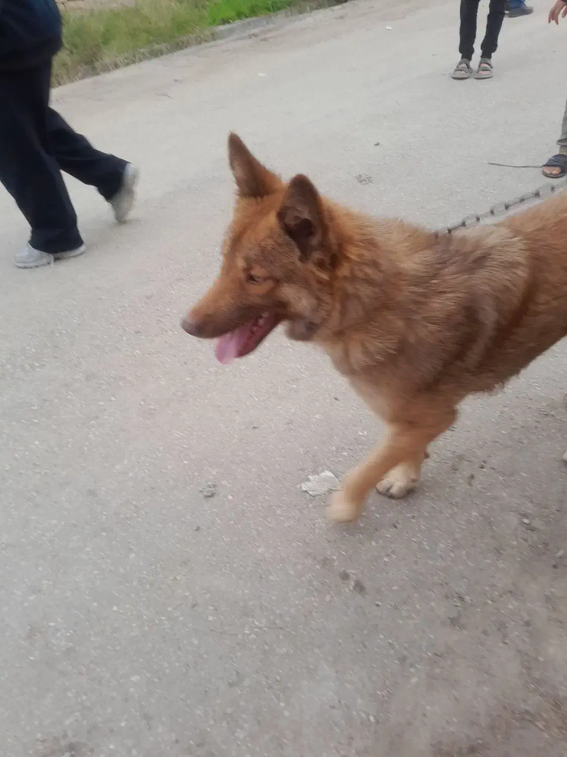 سگ خانگی و دست آموز گم شده|حیوانات|القجر, |دیوار