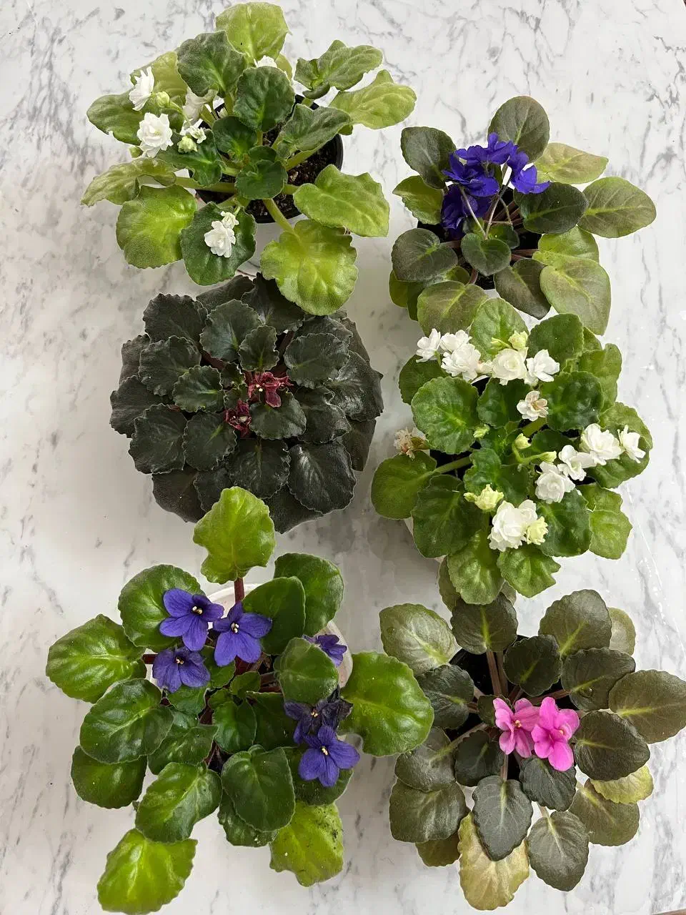 گل های آپارتمانی|گل و گیاه طبیعی|رشت, فلسطین|دیوار