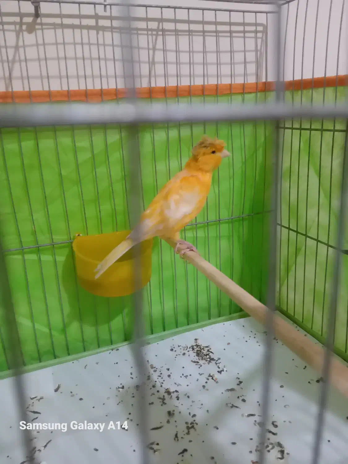 یک جفت قناری مست مست|پرنده|تهران, دروس|دیوار