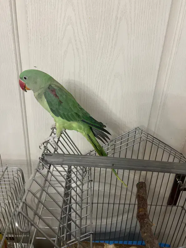 شاه طوطی جوجه تهران اصیل حلقه پا|پرنده|تهران, جلیلی|دیوار