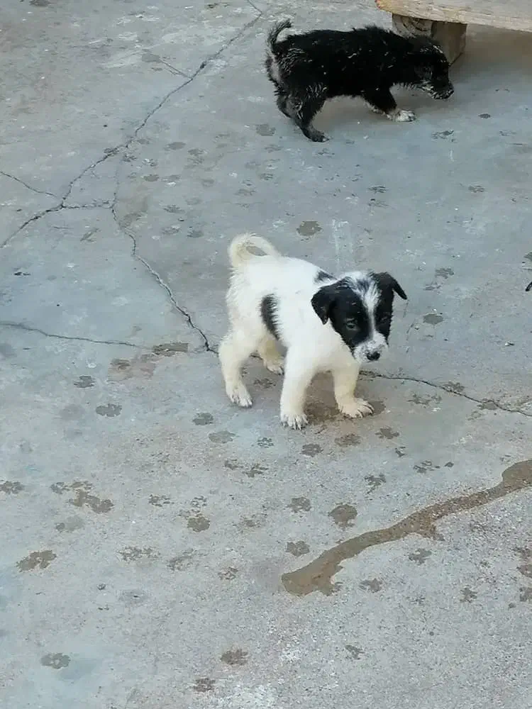 سگ قدرجونی|سگ|مسجد سلیمان, |دیوار