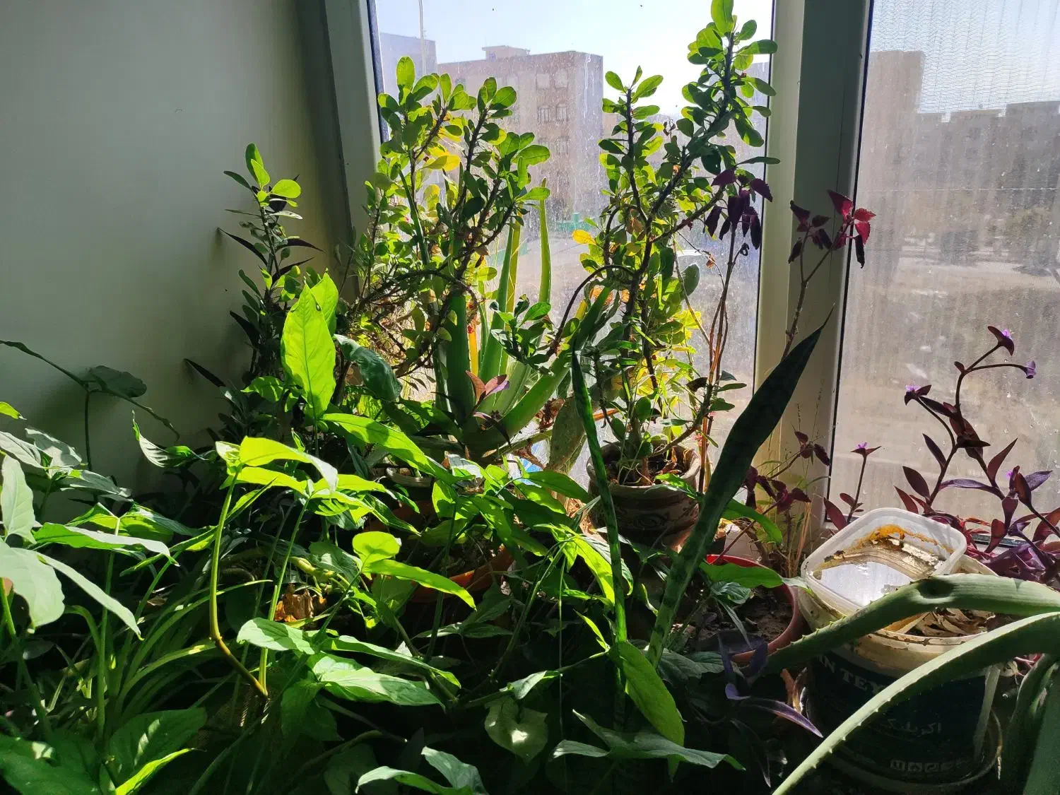 گل و گیاه خانگی|گل و گیاه طبیعی|پردیس, فاز ۱|دیوار