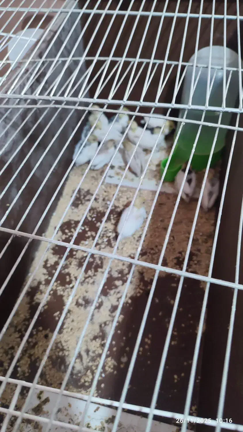 بلدرچین مینیاتوری|پرنده|قائن, |دیوار