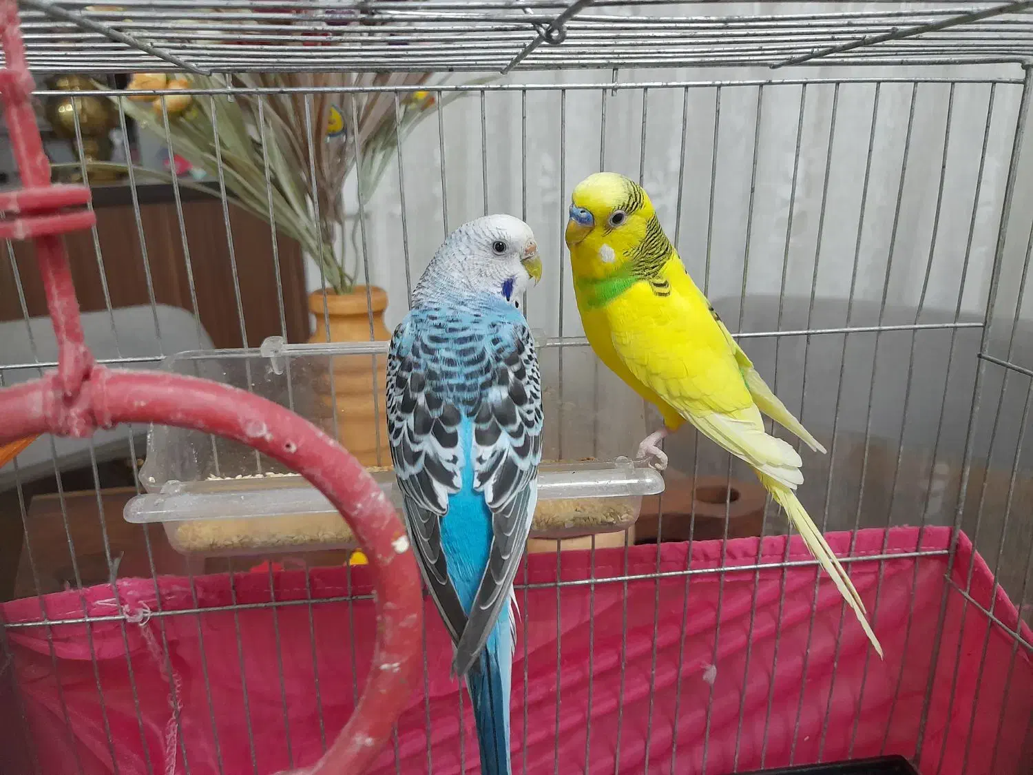 دوعددمرغ عشق|پرنده|ابهر, |دیوار