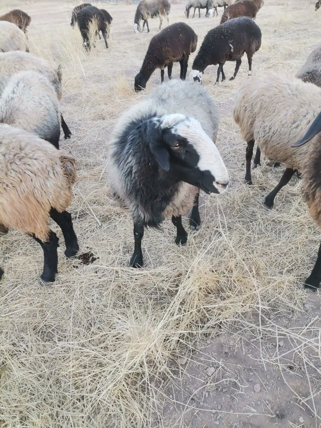 قوچ شال|حیوانات مزرعه|تفت, |دیوار