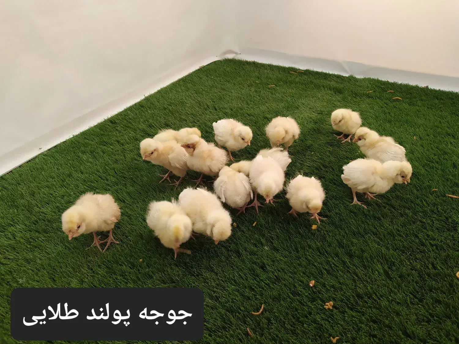 جوجه مرغ زینتی پولند طلایی. سیلور. گلد|حیوانات مزرعه|خمینی‌شهر, |دیوار