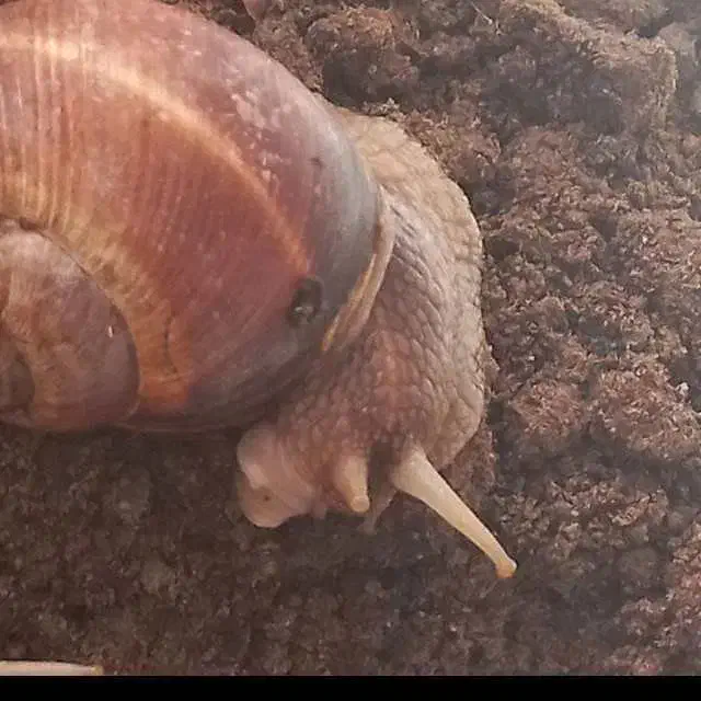 حلزون اسکارگو طبی در اهر|خزنده|اهر, |دیوار