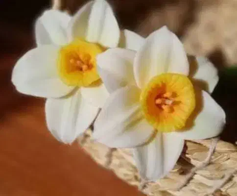 گل نرگس روسی|گل مصنوعی|قم, چهار امامزاده|دیوار