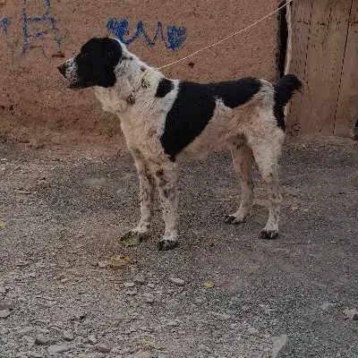 سگ گله|سگ|ملکآباد, |دیوار