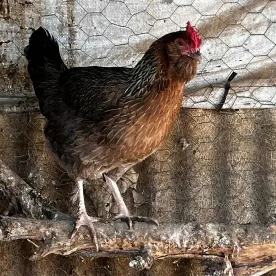 مرغ کرک مست|حیوانات مزرعه|سوق, |دیوار