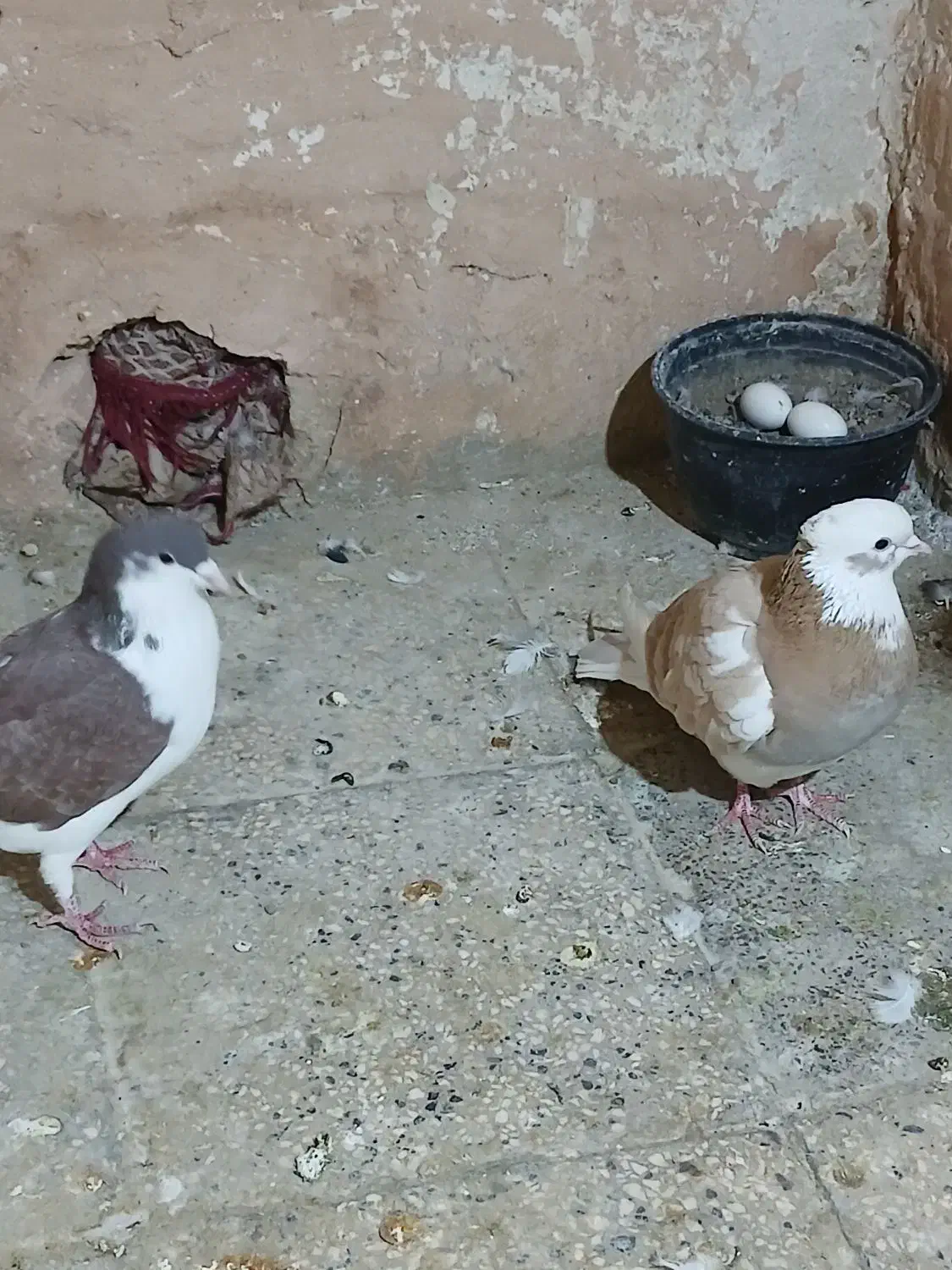 ۲عدد کفتر گرفتنی پرشی|پرنده|سبزوار, فرهنگیان|دیوار