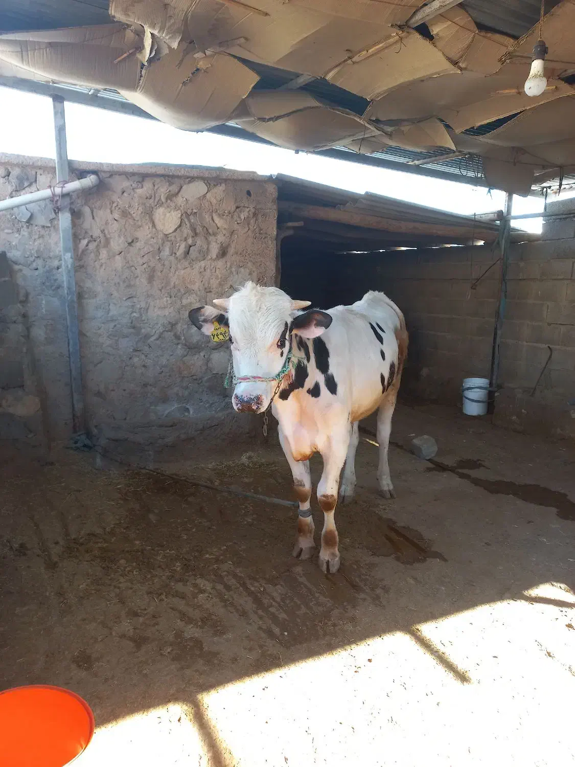 گاو نر 300کیلویی|حیوانات مزرعه|مهران (ایلام), |دیوار