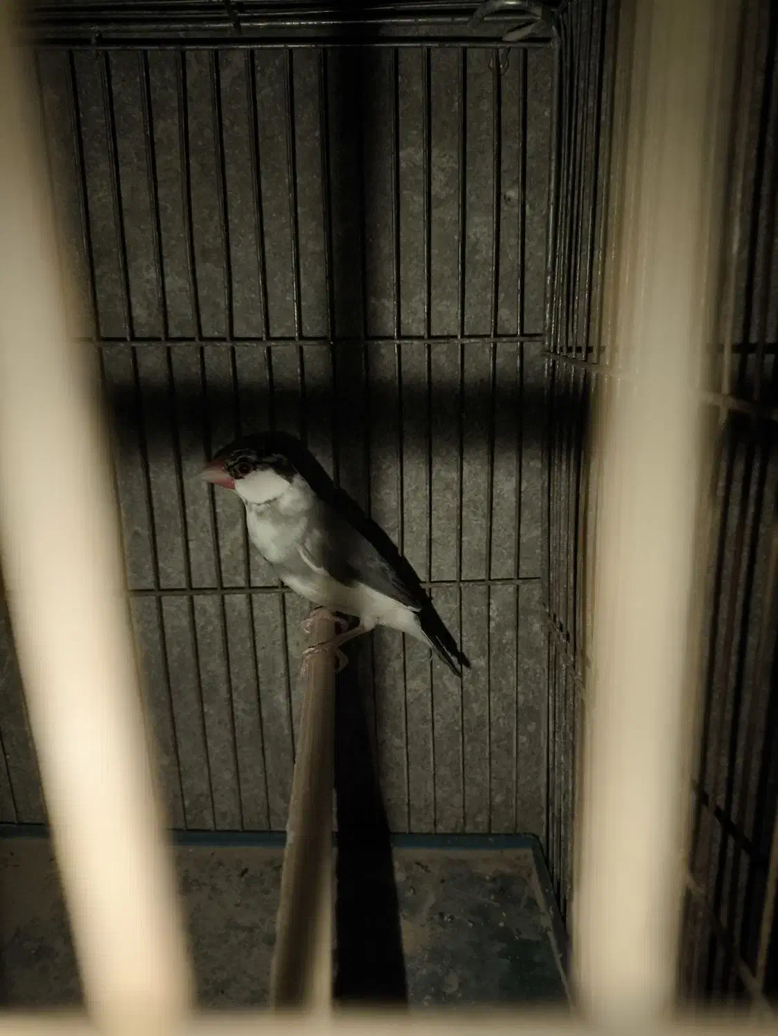 فنچ نرگسی|پرنده|سراوان, |دیوار